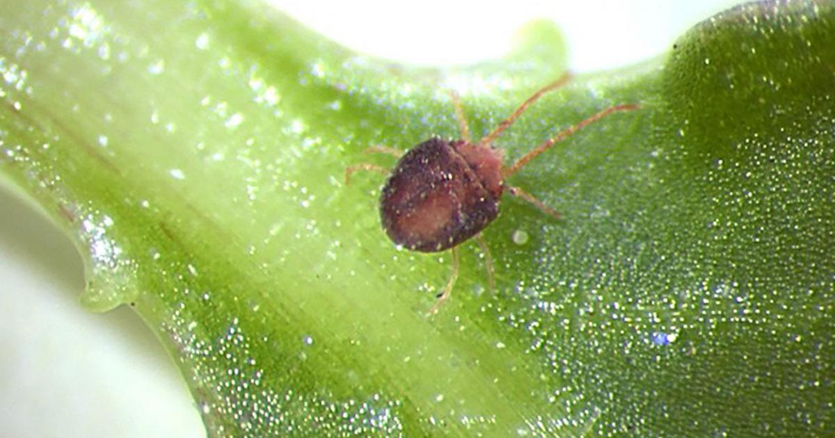 Mites Pest Control