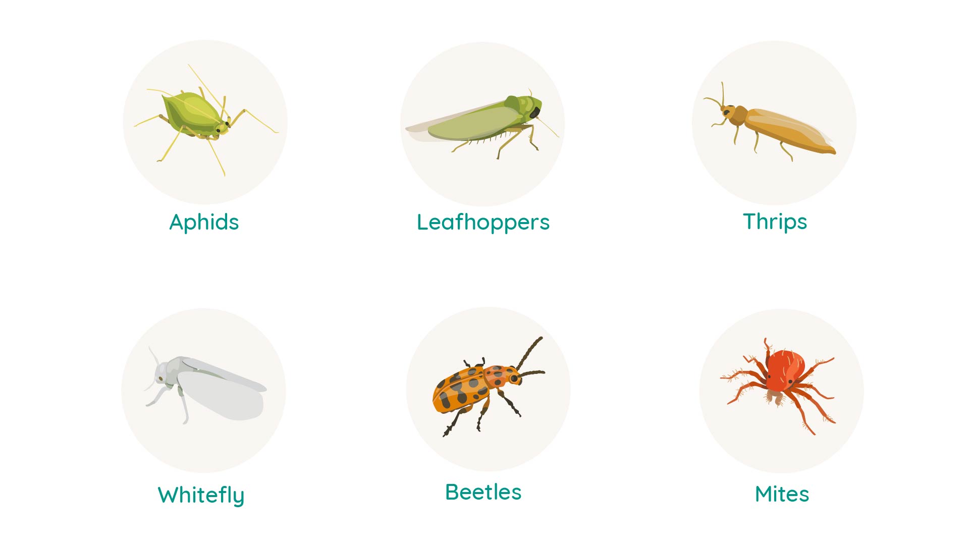 Pest Control