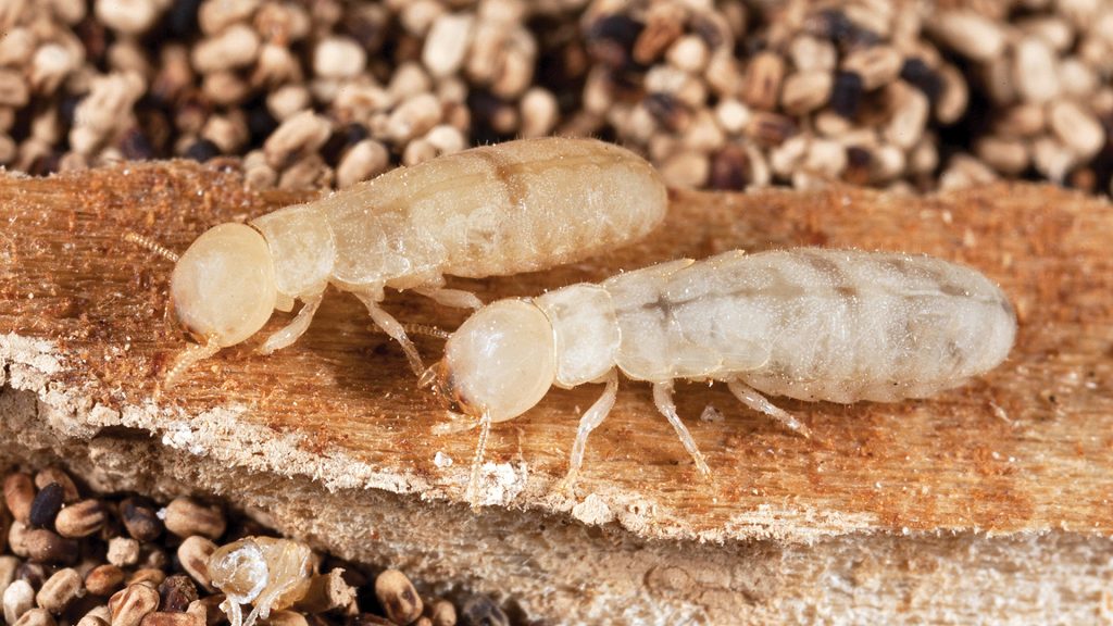 White Ants Pest Control 