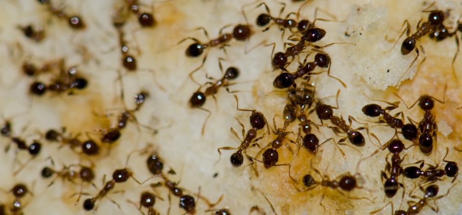 Ant Pest Control